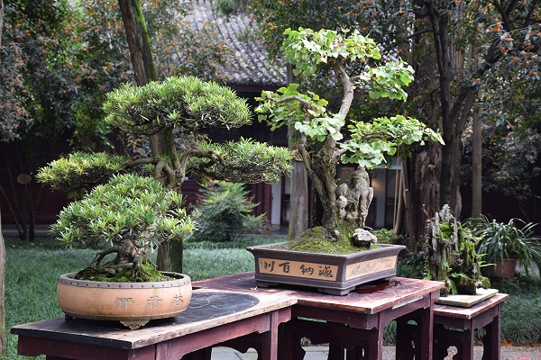 Bonsai-Garten im Park der Strohhütte von Du Fu in Chengdu Bonsai-Garten im Park der Strohhütte von Du Fu in Chengdu