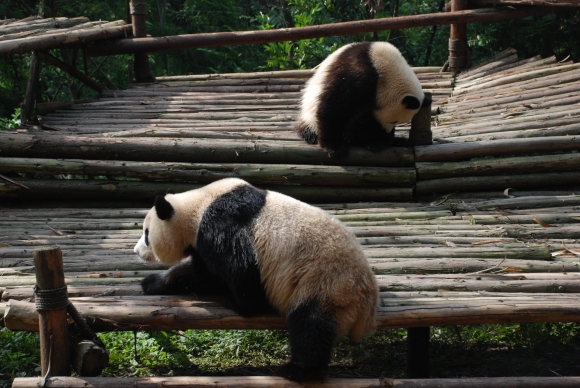 Chengdu, Singapur und Badeurlaub auf Bintan